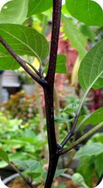 Purple Datura Stem Purple Datura Stem